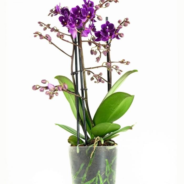 Foto's boeket4u