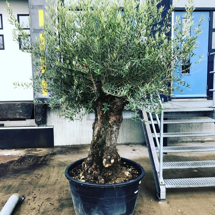 Foto's DALUTO Palmen en Exoten