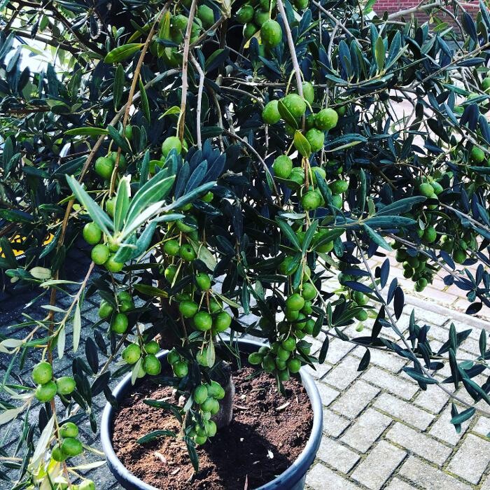 Foto's DALUTO Palmen en Exoten