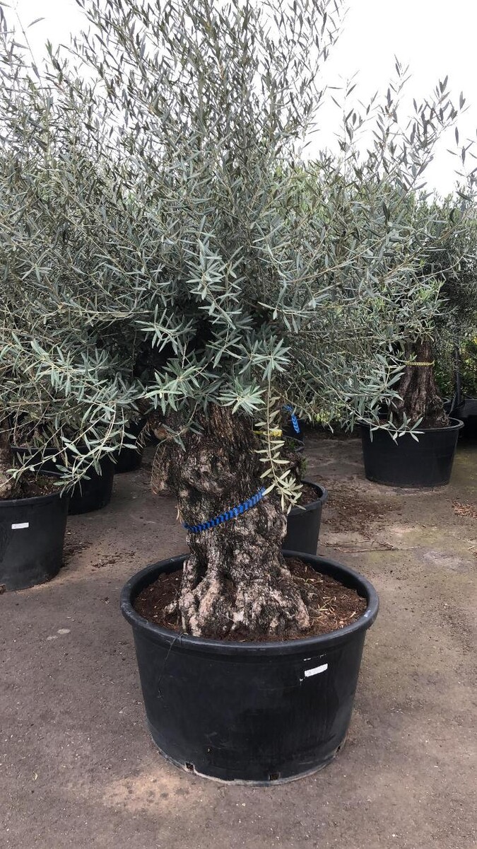 Foto's DALUTO Palmen en Exoten