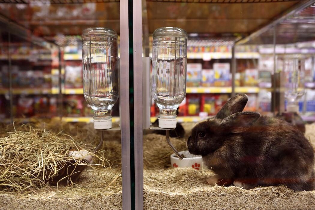 Foto's Pets Place