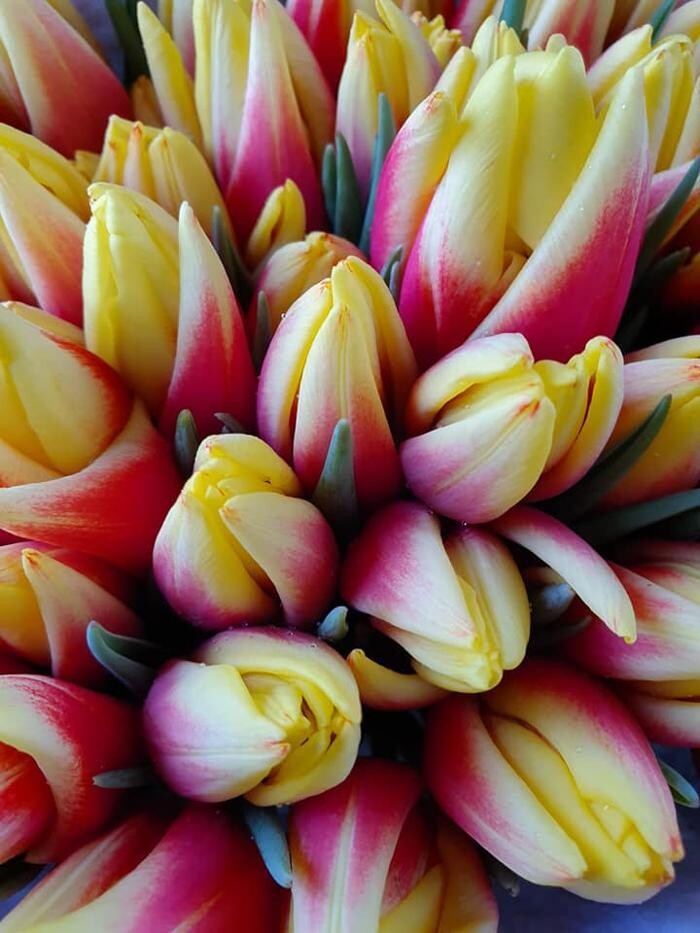 Foto's Bloemen Bezorgen Almere