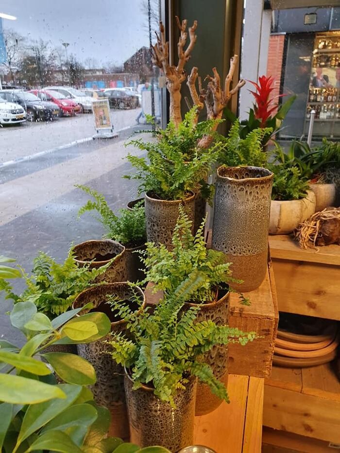 Foto's Bloemen Bezorgen Almere