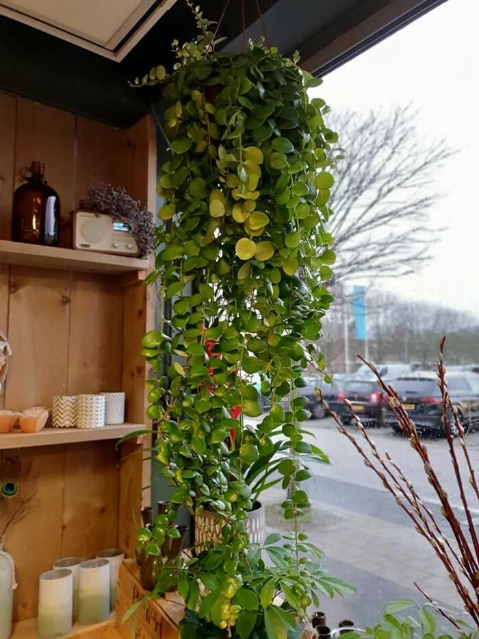 Foto's Bloemen Bezorgen Almere