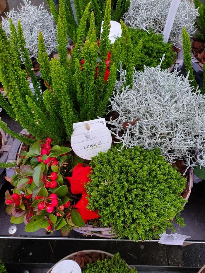 Foto's Bloemen Bezorgen Almere