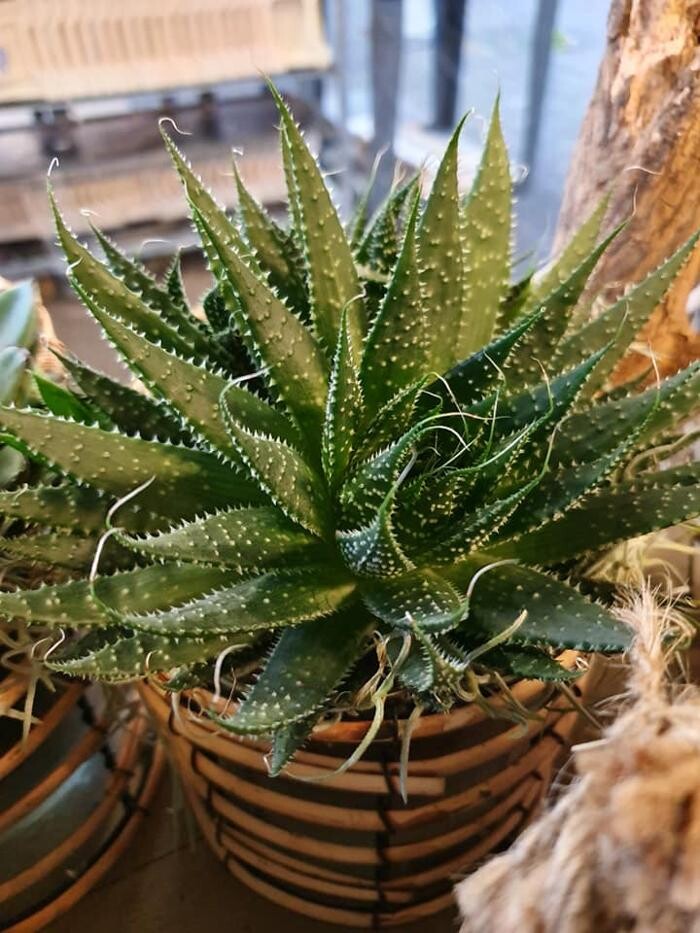 Foto's Bloemen Bezorgen Almere