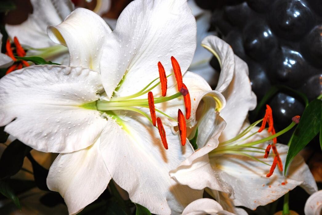 Foto's Bloemen Bezorgen Den Haag