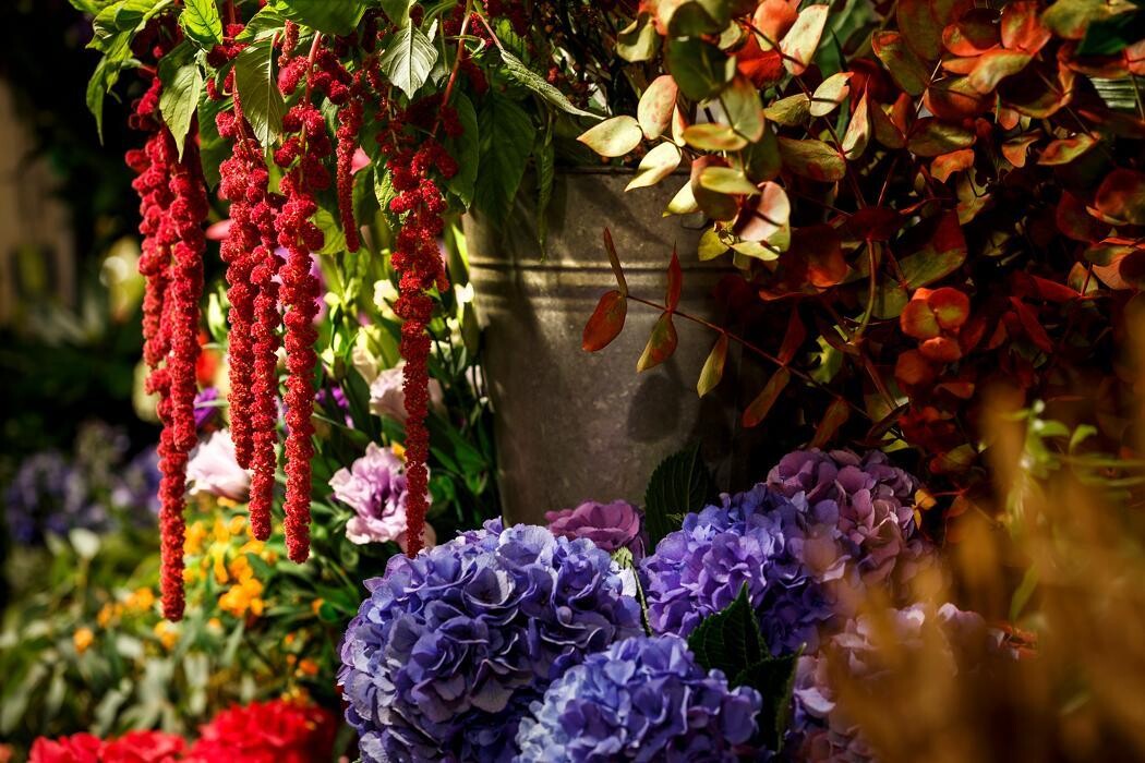 Foto's Bloemen Bezorgen Den Haag