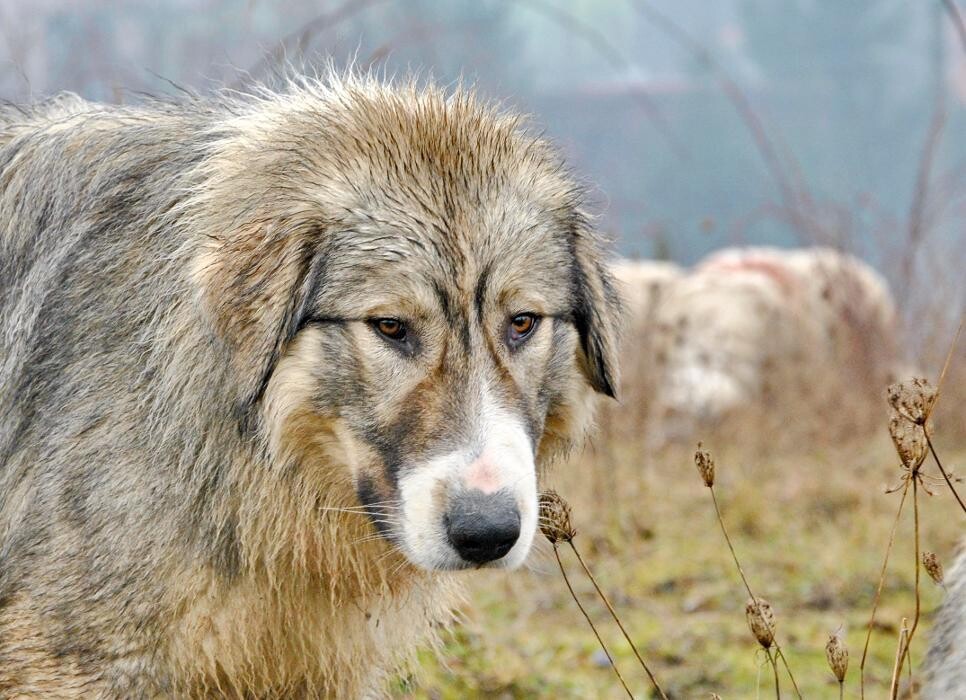 Foto's Canine Efficiency