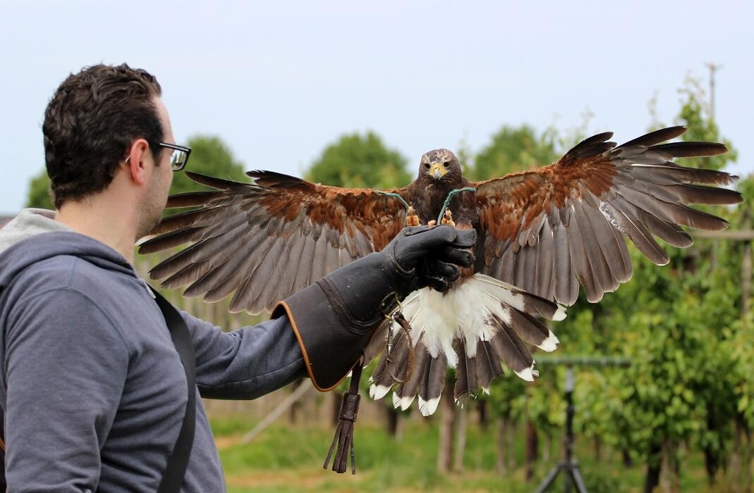 Foto's Roofvogelsenuilen
