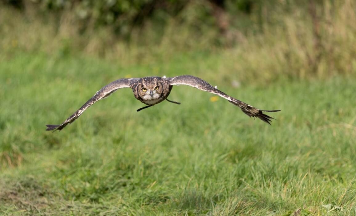 Foto's Roofvogelsenuilen