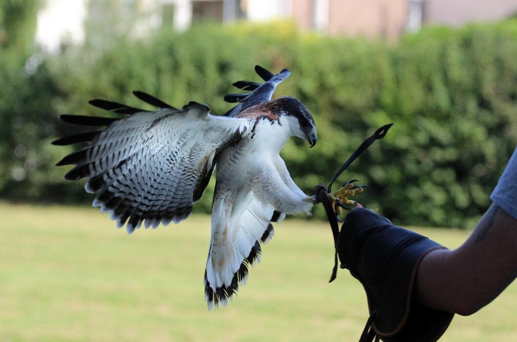 Foto's Roofvogelsenuilen
