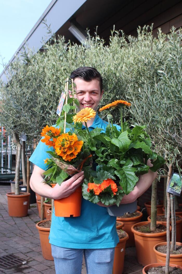 Foto's Intratuin Hendrik Ido Ambacht