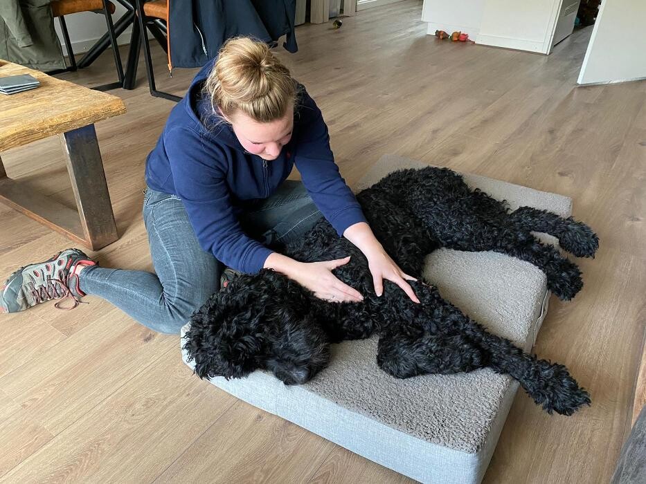 Foto's Kynologisch masseur Achterhoek