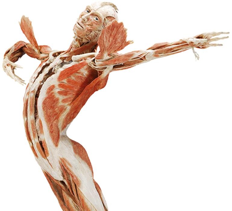 Foto's BODY WORLDS Amsterdam