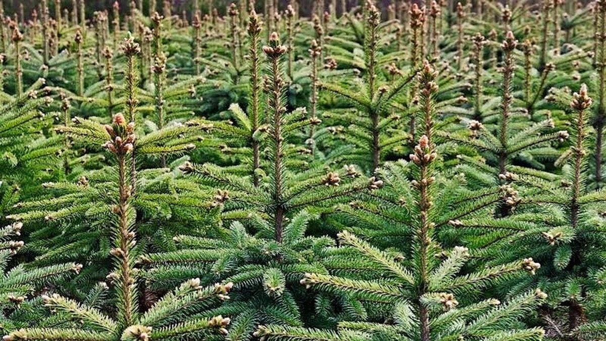 Foto's Poppelaars Kerstbomen