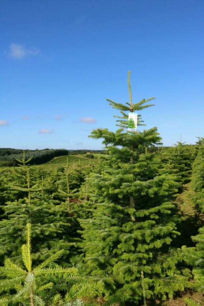 Foto's Poppelaars Kerstbomen