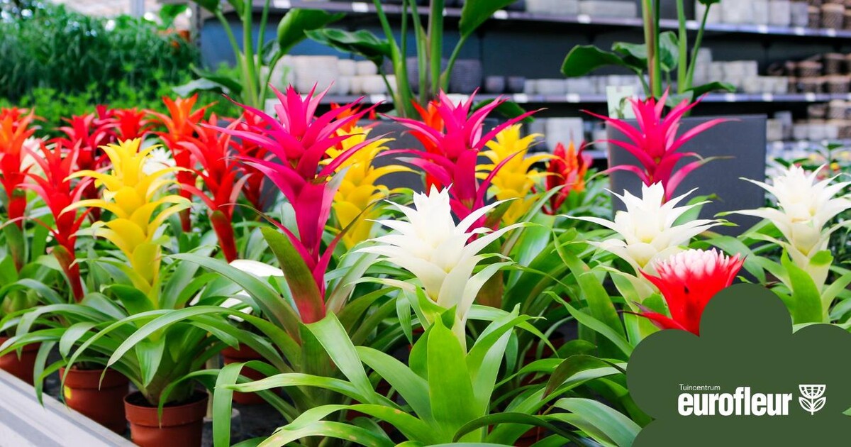 Foto's Tuincentrum Eurofleur
