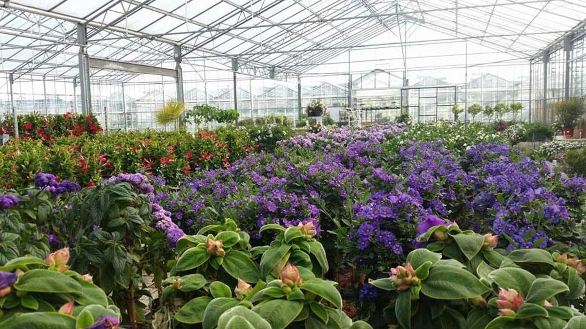 Foto's Kwekerij en Tuincentrum Souman