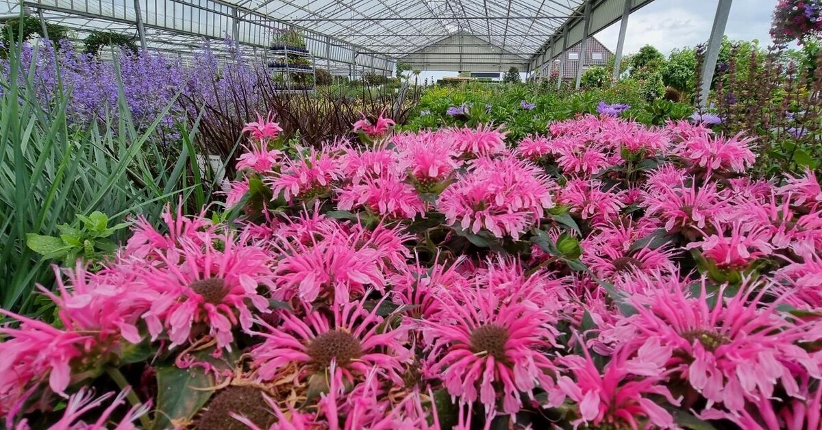 Foto's Kwekerij en Tuincentrum Souman