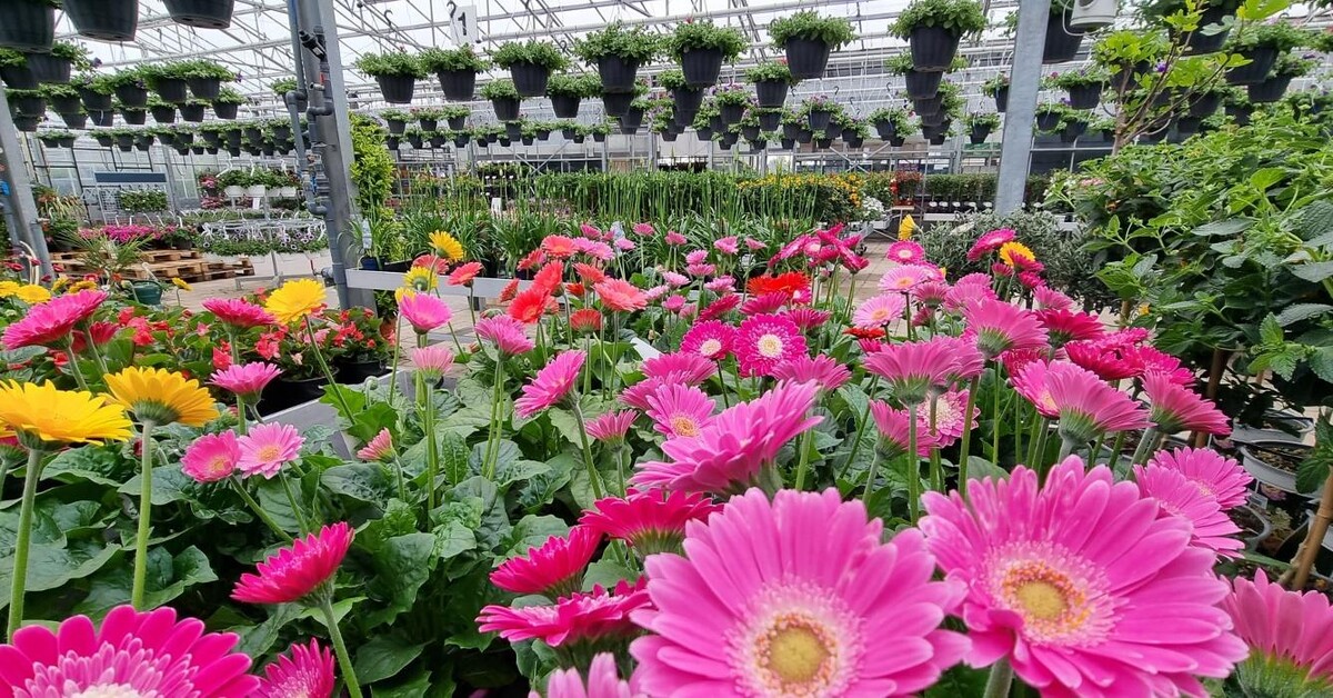 Foto's Kwekerij en Tuincentrum Souman