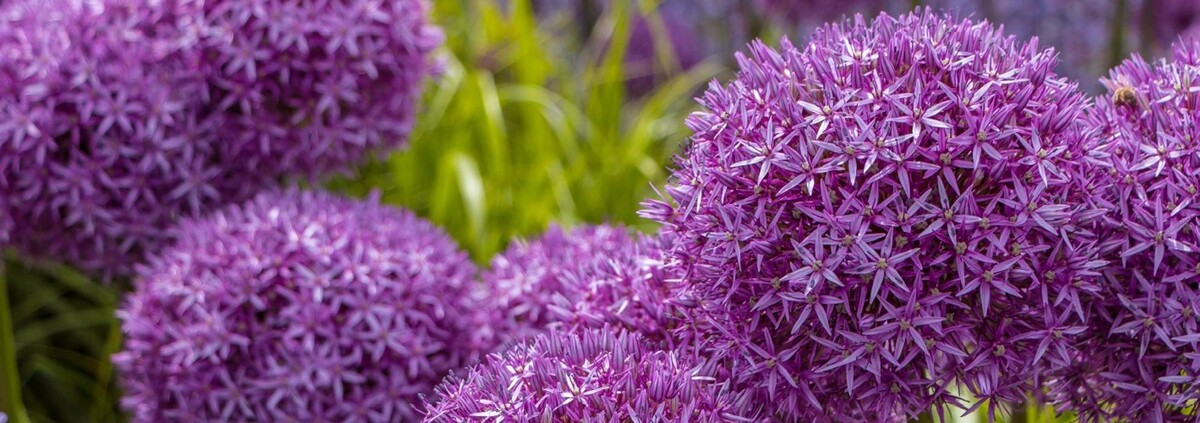 Foto's Kwekerij en Tuincentrum Souman