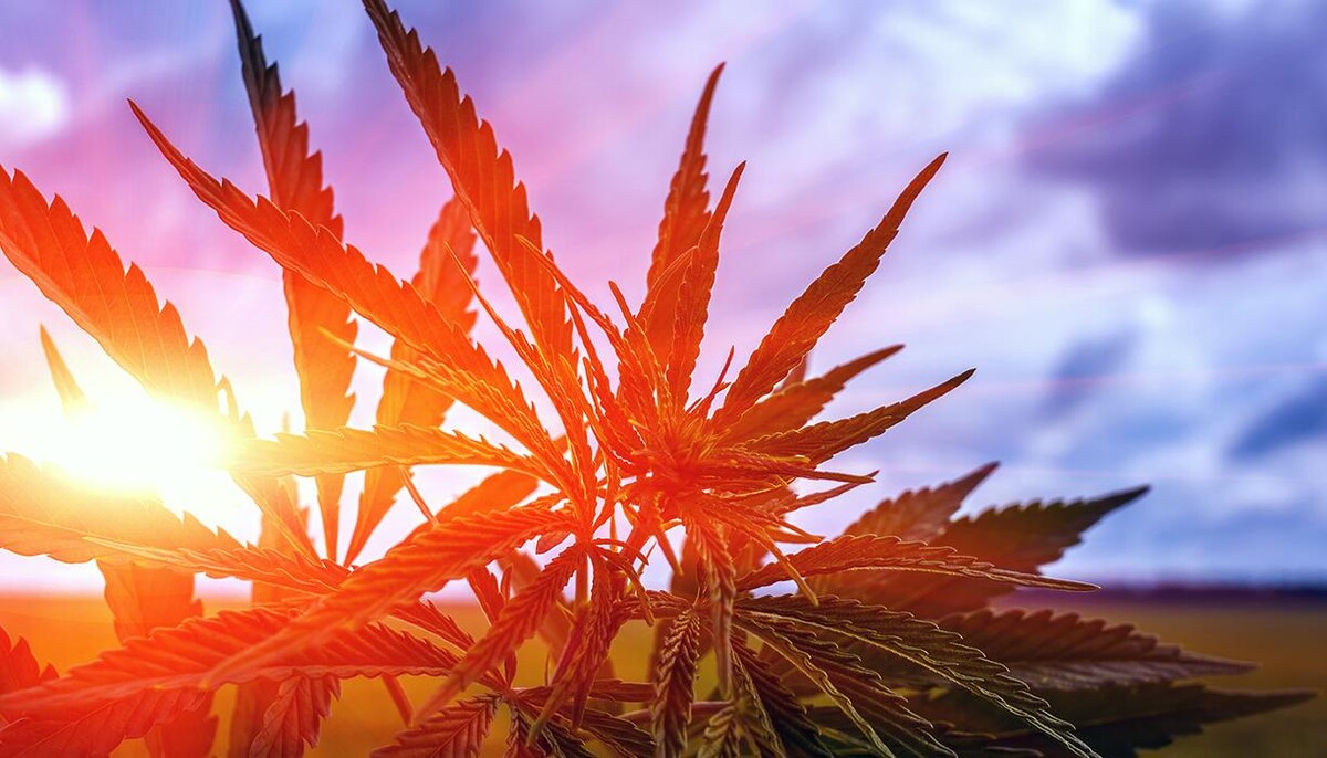 Foto's WeedSeedsExpress