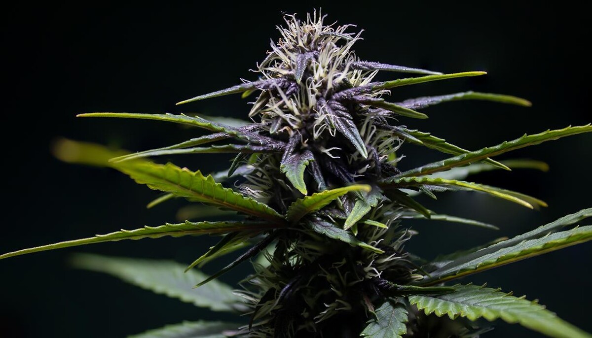 Foto's WeedSeedsExpress