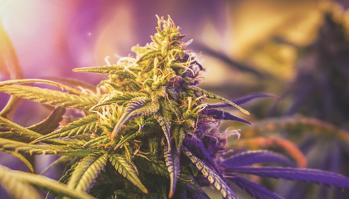 Foto's WeedSeedsExpress