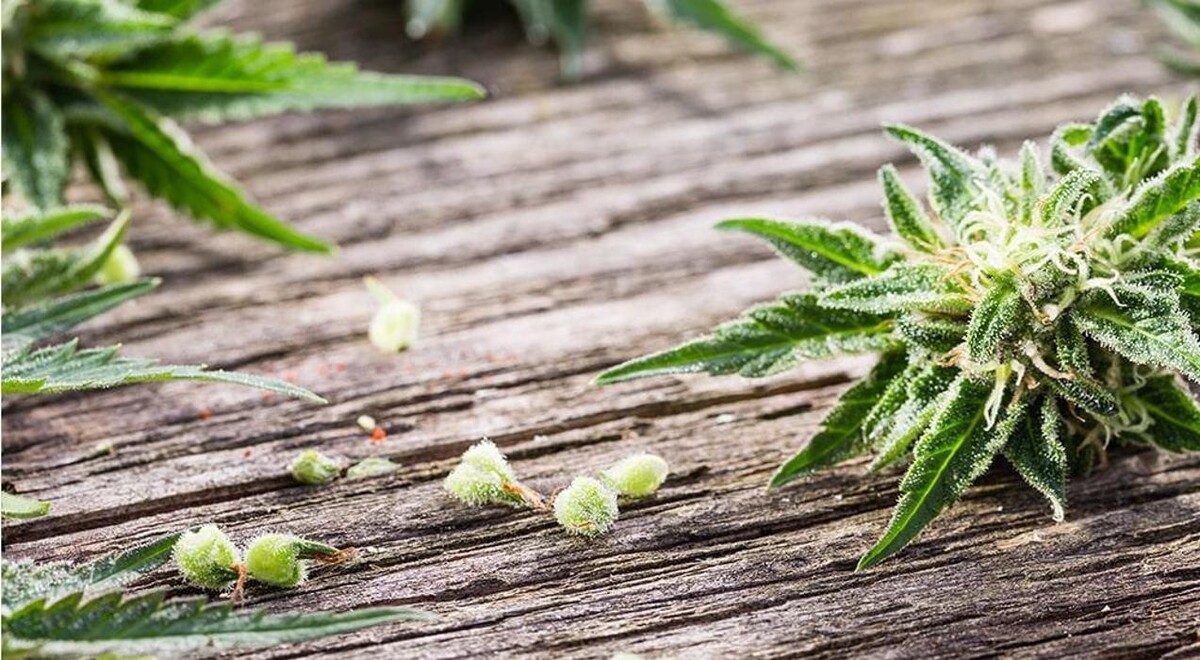 Foto's WeedSeedsExpress