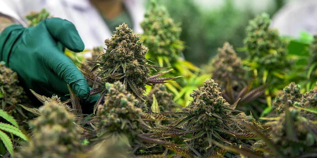 Foto's WeedSeedsExpress