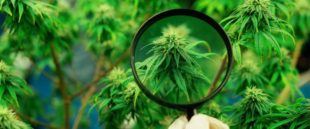 Foto's WeedSeedsExpress