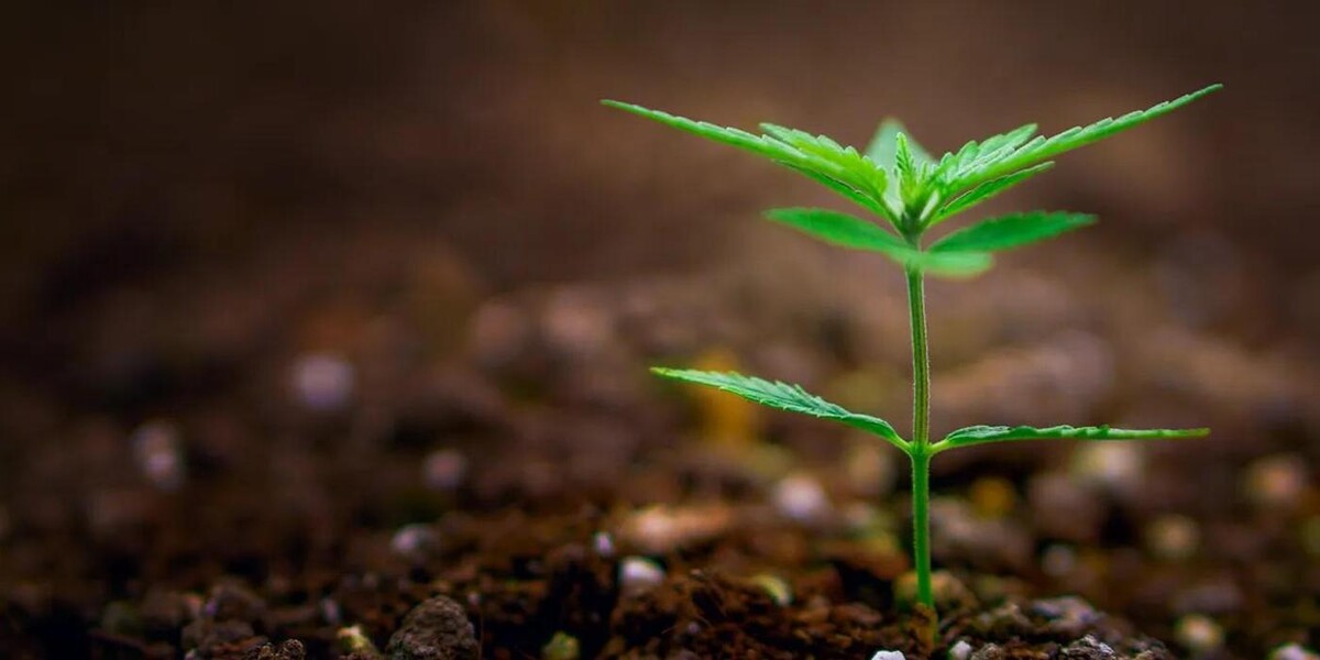 Foto's WeedSeedsExpress