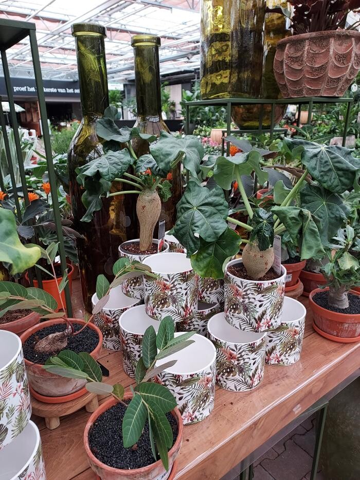 Foto's Intratuin Nijkerk