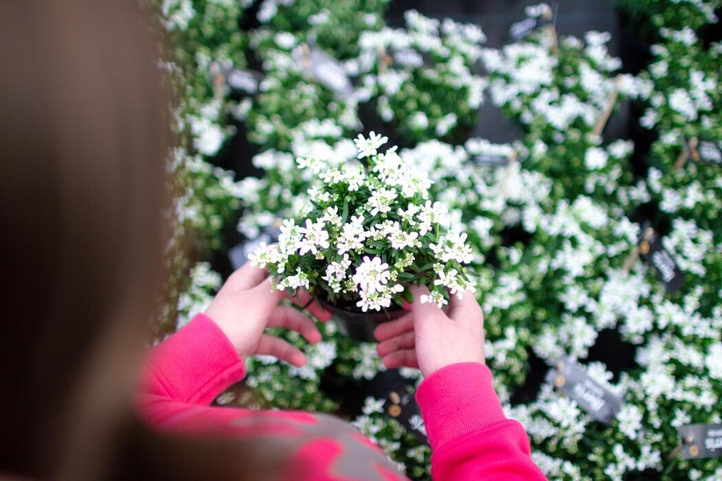 Foto's Intratuin Barneveld