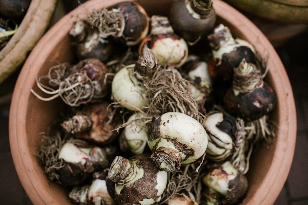 Foto's Intratuin Barneveld