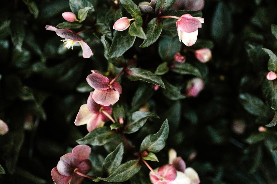 Foto's Intratuin Barneveld