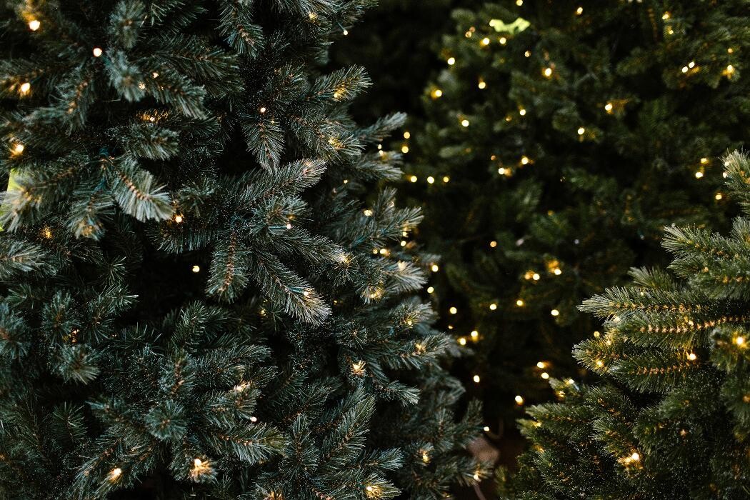 Foto's Intratuin Barneveld