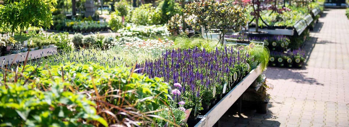 Foto's Intratuin Ter Aar