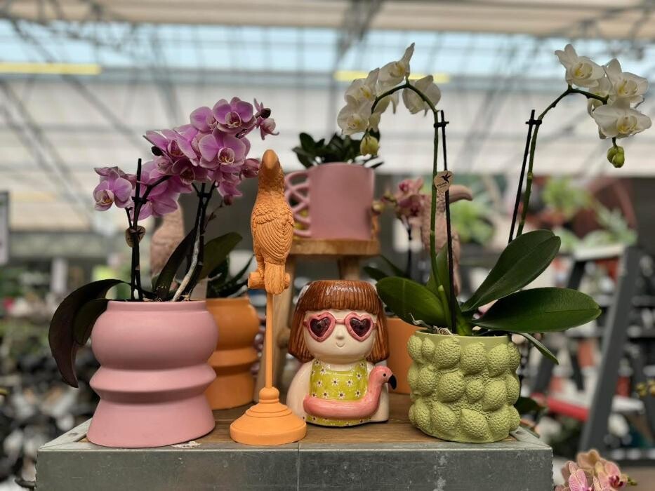 Foto's Intratuin Weert