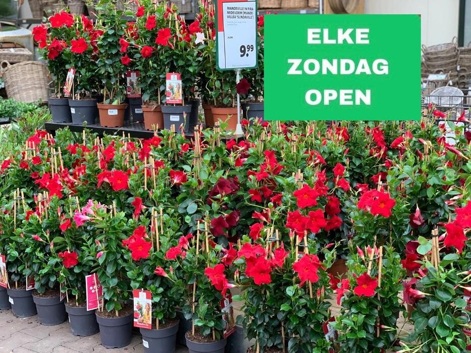 Foto's Intratuin Weert