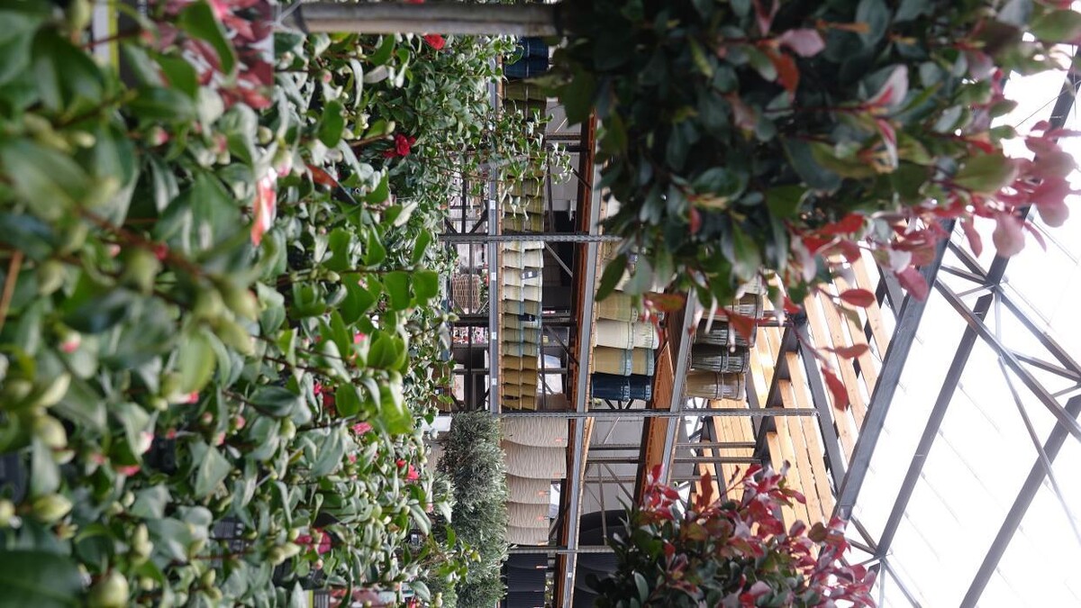 Foto's Intratuin Lisse