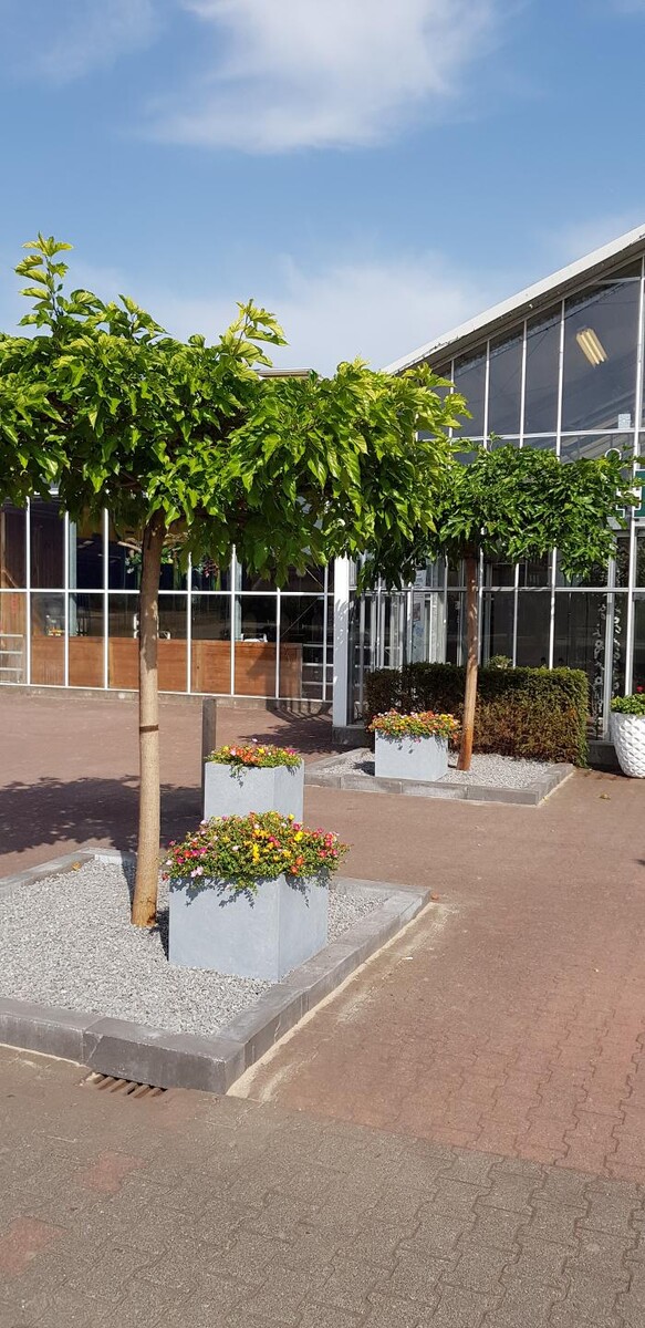Foto's Intratuin Zwolle