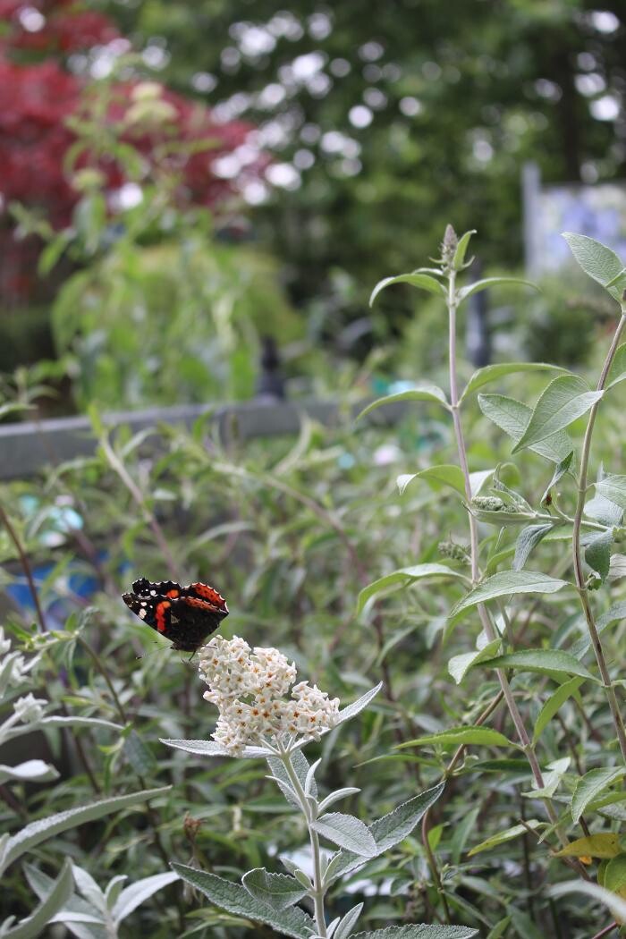 Foto's Intratuin Elst