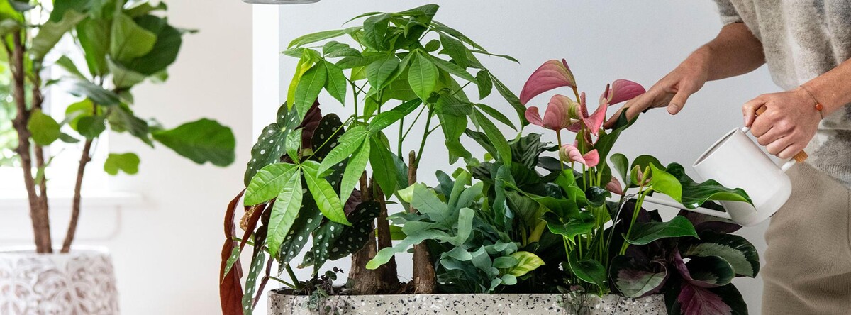 Foto's Intratuin Lelystad