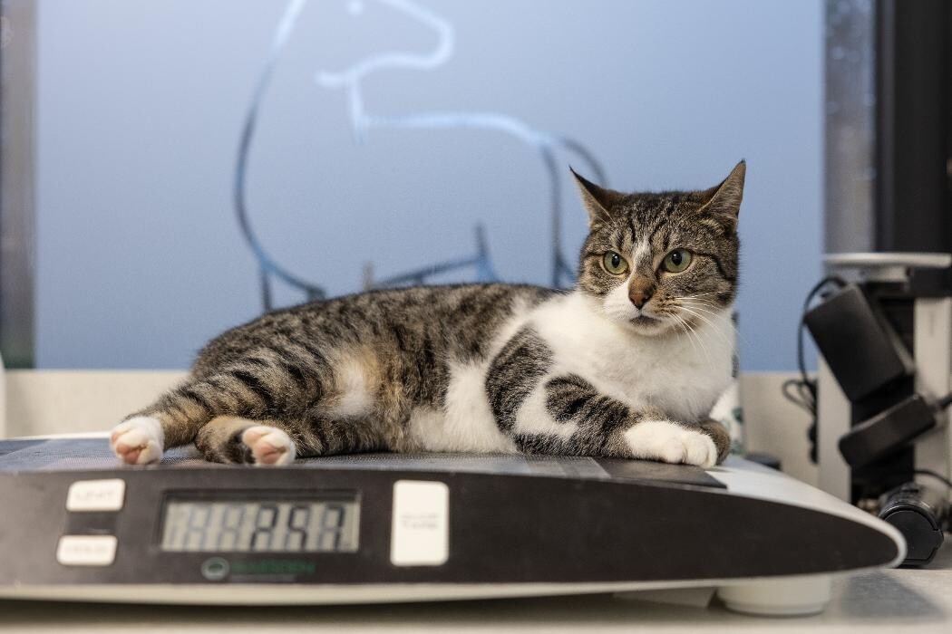 Foto's Dierenartsenpraktijk IJmond Noord