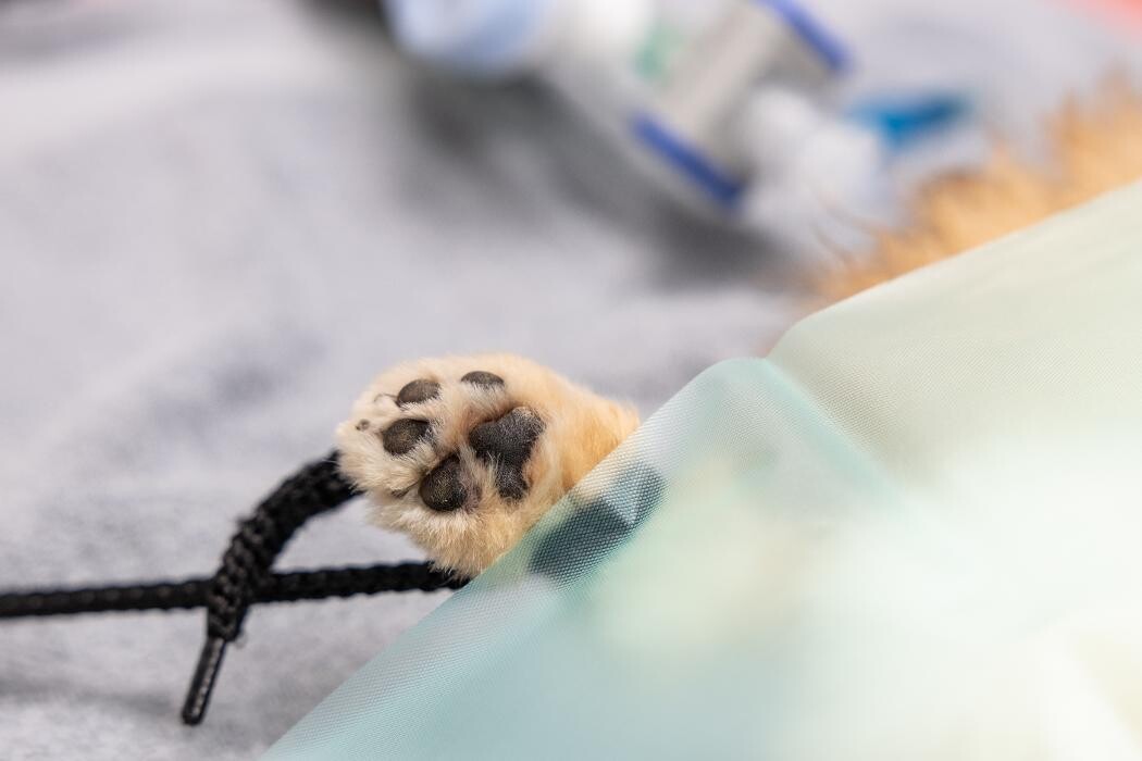 Foto's Dierenartsenpraktijk IJmond Noord