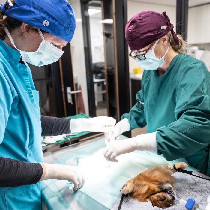 Foto's Dierenartsenpraktijk IJmond Noord