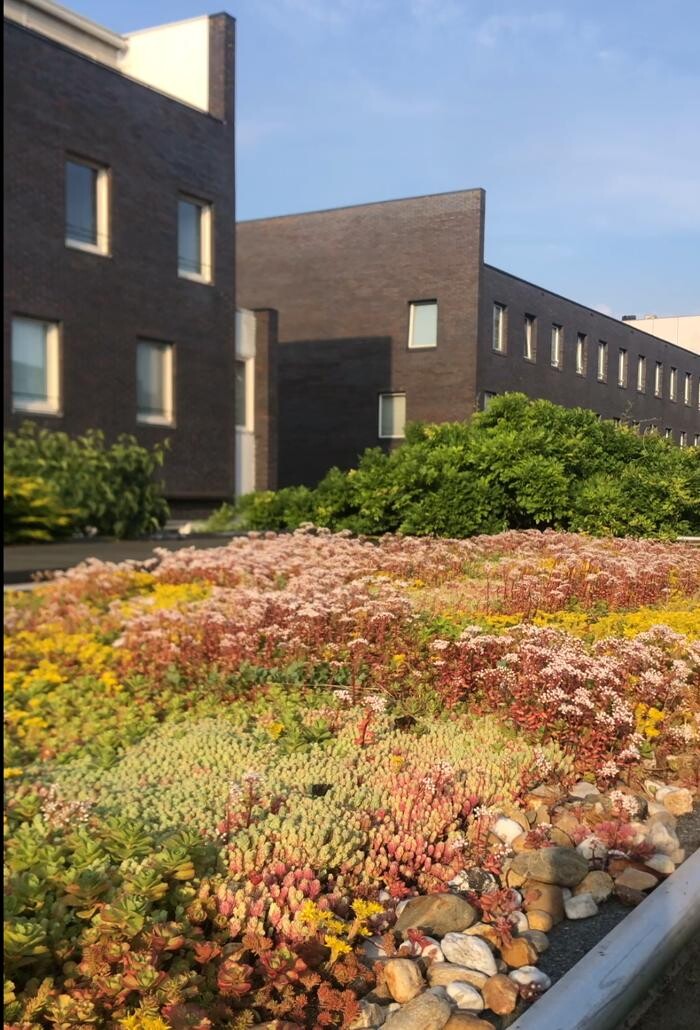 Foto's Het Groene loket - groendaken