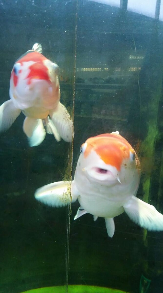 Foto's Vijverkoopjes